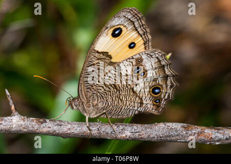 Gemeinsame Wood-Nymph Schmetterling ruht auf Zweig Stockfoto