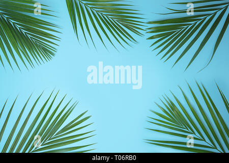 Tropical Green Palm Blätter auf blauem Hintergrund. Stockfoto