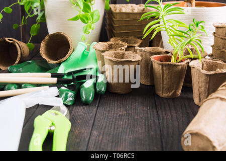 Gartenarbeit und Sämling Feder Konzept mit Töpfen, Werkzeug, Handschuhe und Pflanzen auf Holz- Hintergrund mit Kopie Raum Stockfoto