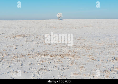 Verschneite Weide gegen den blauen Himmel mit kleinen, einsamen Frost bedeckt Baum an der oberen mittleren Stockfoto