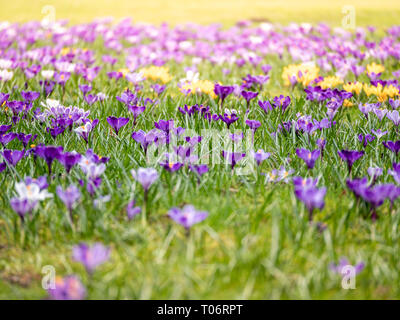 Bild von einem bunten Feld der Krokusse im Frühling an einem sonnigen Tag mit Unschärfe im Hintergrund und Vordergrund. Ostern Stockfoto