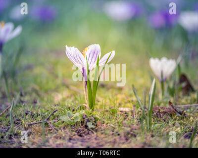 Close up image of a white and purple crocus on a field with beautiful colorful blurry background during easter time in spring Stockfoto