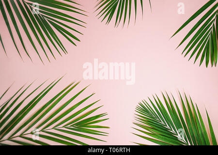 Tropical Green Palm Blätter auf rosa Hintergrund. Stockfoto