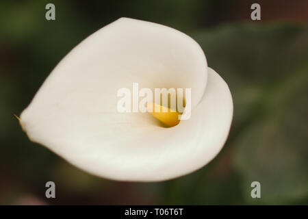 Weiße Calla lily Bloom, Nahaufnahme, auf dunkelgrünem Hintergrund von San Miguel de Allende Juarez Park Candelaria 2019 Stockfoto