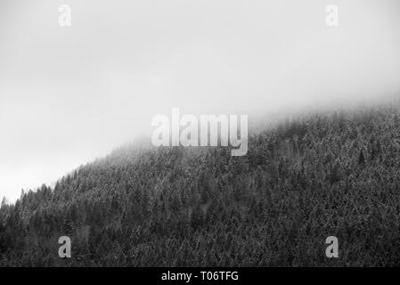 Frosted Bäume in einem Wald verschwindet in Nebel auf einem Berg in Schwarzweiß Stockfoto