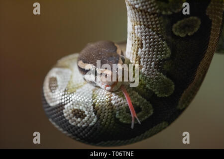 Eine Nahaufnahme Porträt einer jungen Python mit Kopf nach unten und gespaltene Zunge heraus Stockfoto