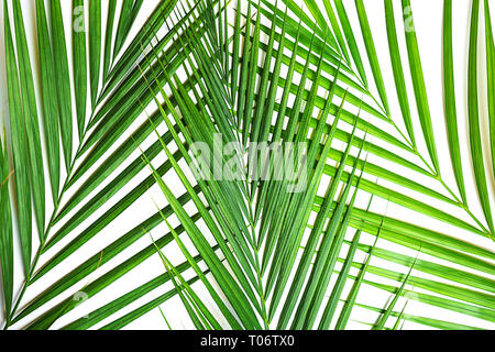 Tropical Green Palm Blätter auf weißem Hintergrund. Isoliert Stockfoto