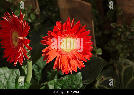 Rote Sonnenblumen Blüten mit gelbem Zentrum, Nahaufnahme, auf dunkelgrünem Hintergrund von San Miguel de Allende Juarez Park Candelaria 2019 Stockfoto