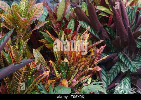 Grün, gelb und rot geäderten Laub Croton Pflanzen mit umliegenden Laub von San Miguel de Allende Juarez Park Candelaria 2019 Stockfoto