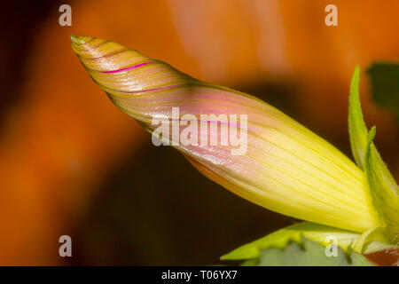 Lila morning glory Bud isoliert von Hintergrund Stockfoto