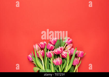 Schöne rote Rosa Pfingstrose Tulpen auf Coral Hintergrund. Trendy Floral Background mit Platz für Text kopieren. Design Template Stockfoto