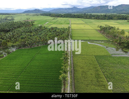 Straße Zugang zu Coconut Plantation, Ricefield und Palmölplantage von oben. Stockfoto