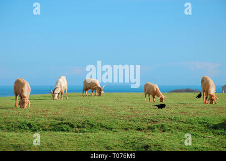 Portland, Dorset. 17. März 2019. Seltener Rassen Ziegen geniessen Sie einen sonnigen, aber kalten Tag im Portland, Dorset Gemeinschaft Farm Credit: stuart Hartmut Ost/Alamy leben Nachrichten Stockfoto