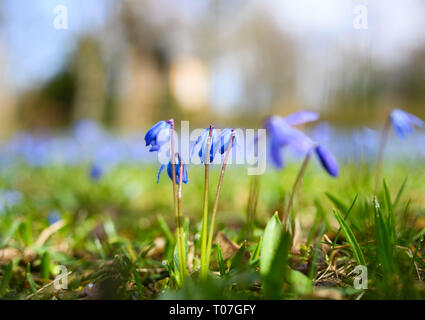 Hannover, Deutschland. 18 Mär, 2019. Blue Stars (Scilla siberica) Blüte auf einer Wiese auf dem Friedhof am Lindener Berg. Credit: Christophe Kirschtorte/dpa/Alamy leben Nachrichten Stockfoto