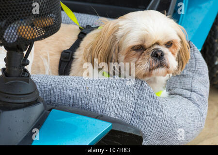 Bournemouth, Dorset, Großbritannien. 18 Mär, 2019. Alfie der Shih Tzu ShihTzu Hund hat sich in seinem Bett auf einem Mobility Scooter. Credit: Carolyn Jenkins/Alamy leben Nachrichten Stockfoto