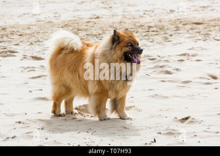 Bournemouth, Dorset, Großbritannien. 18 Mär, 2019. Eurasier Hund genießt den Strand stehen auf dem Sand. Credit: Carolyn Jenkins/Alamy leben Nachrichten Stockfoto