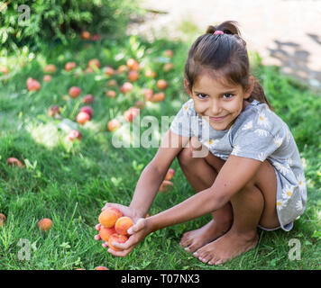 Mädchen hält reifen Aprikosen unter der Aprikosenbaum im Sommer. Stockfoto