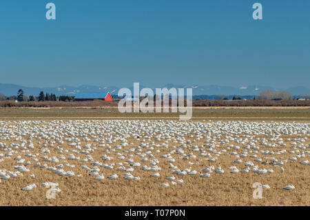 Überwinternde Zugvögel weniger Schnee Gänse, Chen caerulescens, Füttern und Ruhen in einem landwirtschaftlichen Gebiet an der Brunswick, Ladner, BC. Stockfoto