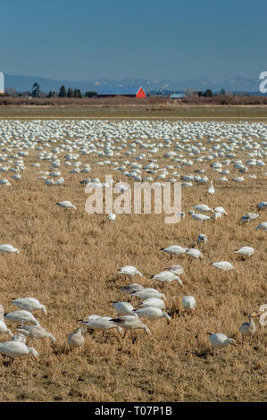 Überwinternde Zugvögel weniger Schnee Gänse, Chen caerulescens, Füttern und Ruhen in einem landwirtschaftlichen Gebiet an der Brunswick, Ladner, BC. Stockfoto