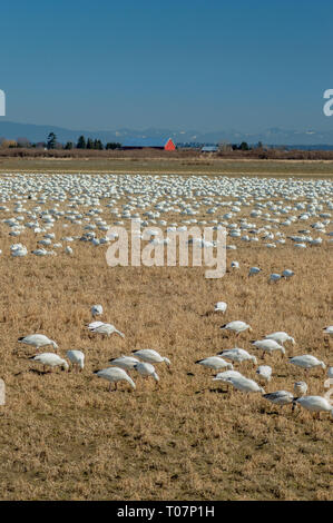 Überwinternde Zugvögel weniger Schnee Gänse, Chen caerulescens, Füttern und Ruhen in einem landwirtschaftlichen Gebiet an der Brunswick, Ladner, BC. Stockfoto