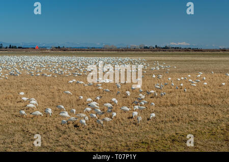Überwinternde Zugvögel weniger Schnee Gänse, Chen caerulescens, Füttern und Ruhen in einem landwirtschaftlichen Gebiet an der Brunswick, Ladner, BC. Stockfoto