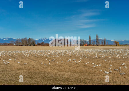 Überwinternde Zugvögel weniger Schnee Gänse, Chen caerulescens, Füttern und Ruhen in einem landwirtschaftlichen Gebiet an der Brunswick, Ladner, BC. Stockfoto