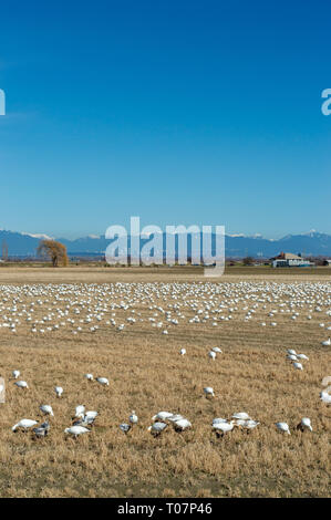 Überwinternde Zugvögel weniger Schnee Gänse, Chen caerulescens, Füttern und Ruhen in einem landwirtschaftlichen Gebiet an der Brunswick, Ladner, BC. Stockfoto