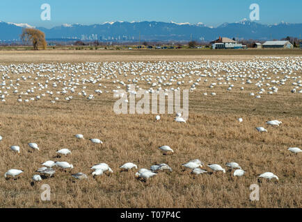 Überwinternde Zugvögel weniger Schnee Gänse, Chen caerulescens, Füttern und Ruhen in einem landwirtschaftlichen Gebiet an der Brunswick, Ladner, BC. Stockfoto