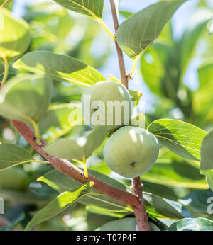 Persimone Früchte unter den grünen Blätter am Baum. Stockfoto