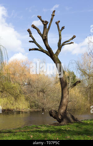Beschnitten Baum an einem Fluss Stockfoto