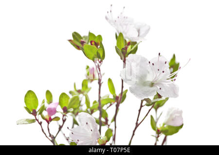 Rhododendron weiß rosa Blumen auf weißem Hintergrund. lila Rhododendron blüht. Heather Familie. Ledum Strauch Stockfoto