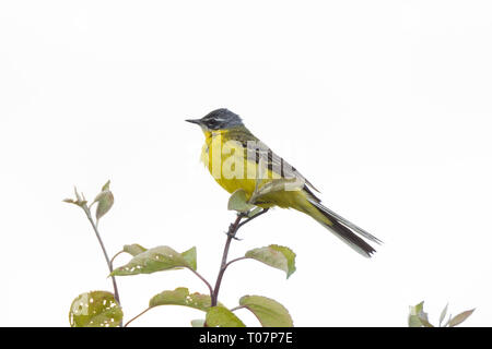 Motacilla flava steht auf dem Boden neben dem Gras Stockfoto