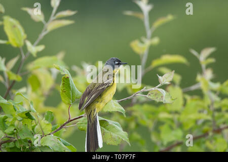 Motacilla flava steht auf dem Boden neben dem Gras Stockfoto