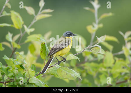 Motacilla flava steht auf dem Boden neben dem Gras Stockfoto