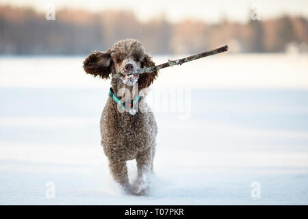 Standard poodle laufen und genießen Sie den Schnee an einem schönen Wintertag. Verspielter Hund in Aktion mit einem Spielzeug auf ein schneebedecktes Feld in Finnland. Aktive lifestyl Stockfoto