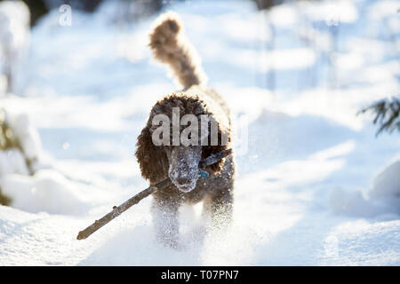 Standard poodle laufen und genießen Sie den Schnee an einem schönen Wintertag. Verspielter Hund in Aktion mit einem Spielzeug auf ein schneebedecktes Feld in Finnland. Aktive lifestyl Stockfoto