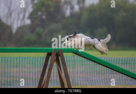 Nasse American Cocker Spaniel auf agilität Hundegang Stockfoto