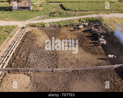 Vogelperspektive von drohne zu Herde Kühe grasten auf einer Rinder Ackerland. Stockfoto