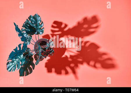 Ansicht von oben Monstera pflanze Philodendron mit Schatten aus der Blätter auf einem eine Farbe, lebende Korallen Hintergrund. Für Text platzieren. Stockfoto
