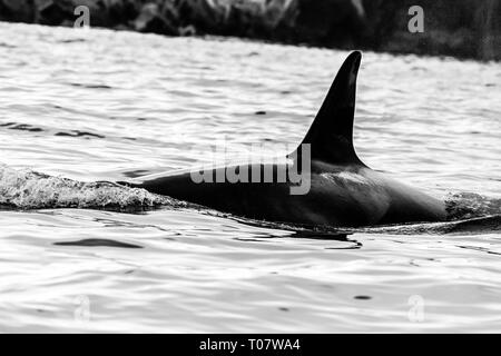 Schwertwal (Orca) im natürlichen Lebensraum, Kamtschatka, Russland. Stockfoto