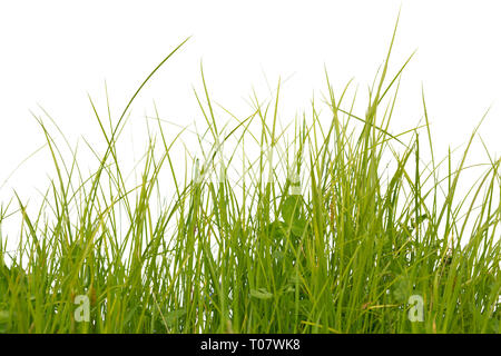 Üppig grüne Gras auf weißem Hintergrund Stockfoto