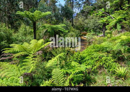 Die Kedumba River fließt von Katoomba Kaskade auf dem Weg zum Katoomba Falls. Blue Mountains National Park, New South Wales, Australien. Stockfoto