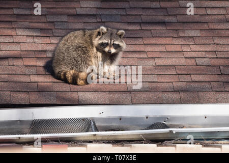 Ein waschbär Spaziergänge auf dem Haus in der oberen Strände Nachbarschaft von Toronto, Kanada, eine Stadt bekannt für ihre städtischen Waschbär Bevölkerung. Stockfoto