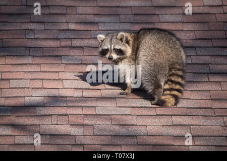 Ein waschbär Spaziergänge auf dem Haus in der oberen Strände Nachbarschaft von Toronto, Kanada, eine Stadt bekannt für ihre städtischen Waschbär Bevölkerung. Stockfoto