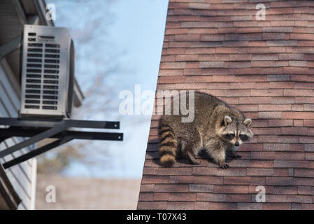 Ein waschbär Spaziergänge auf dem Haus in der oberen Strände Nachbarschaft von Toronto, Kanada, eine Stadt bekannt für ihre städtischen Waschbär Bevölkerung. Stockfoto