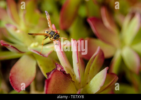 Paper Wasp auf saftigen Anlage verlassen Stockfoto