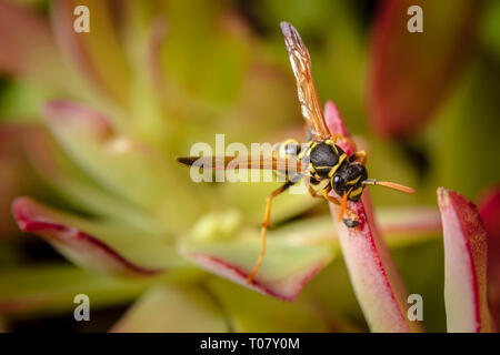 Paper Wasp auf saftigen Anlage verlassen Stockfoto