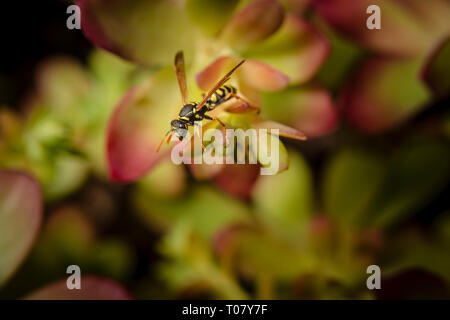 Paper Wasp auf saftigen Anlage Stockfoto