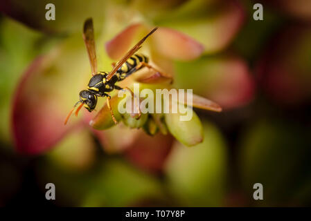 Paper Wasp auf saftigen Anlage Stockfoto