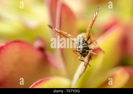 Paper Wasp auf saftigen Anlage verlassen Stockfoto